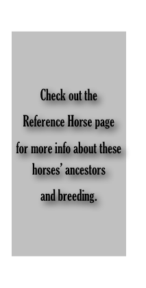 
   

Check out the 
Reference Horse page 
for more info about these horses’ ancestors 
and breeding.

