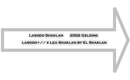 Lasodo Shaklan       2002 Gelding 
Lasodo+// x Lea Shaklan by El Shaklan