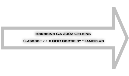 Borodino GA 2002 Gelding
(Lasodo+// x BHR Bortie by *Tamerlan