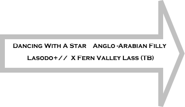 Dancing With A Star    Anglo -Arabian Filly
Lasodo+//  X Fern Valley Lass (TB)